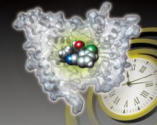 Image of a small molecule binding to the CRY clock protein