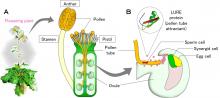 Figure 1. Pollen tube growth and guidance by the LURE peptide in Arabidopsis.