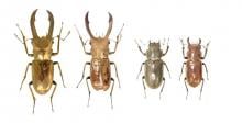 Disrupting intersex gene in stag beetles
