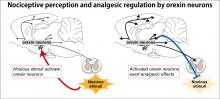 Nociceptive perception and analgesic regulation by orexin neurons