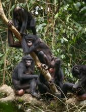 Females grooming