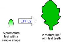 Leaf teeth