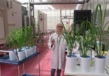 Rice plants' early responses to salt stress 