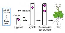 Schematic diagram of how plant cells undergo asymmetric cell division. 