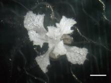 An Arabidopsis thaliana plant turned into an albino species by knockout of the PDS3 gene.