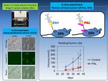Plasma activated Ringer’s lactate solution (PAL) exhibited anti-tumor effects in vitro and in vivo. 