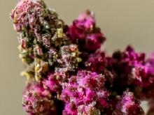 Quinoa quest to feed the world