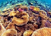 Corals in the Red Sea