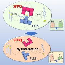 Altered tau isoform ratio caused by loss of FUS and SFPQ function leads to FTLD-like phenotypes