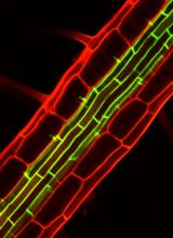 A diffusion barrier "Casparian strip" in plant roots