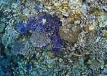 Gene sequences and symbiosis 