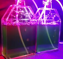 Resetting the algal clock