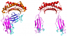 Comparison of a HLA-G1 protein (left) and a HLA-G2 protein (right), showing significant structural difference. The HLA-G2 protein shown here is in a pair form called homodimer. 
