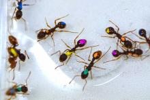 Ant species Myrmica kotokui marked with colors