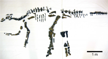 The bones of the dinosaur Mukawaryu which have been cleaned so far. These likely represent more than half of the bones the dinosaur had.