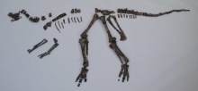 The complete skeleton of Nipponosaurus sachalinensis kept at the Hokkaido University Museum