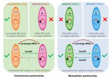 To complete their life cycles, defective pararetrovirus (PRV) species have evolved to form partnerships which are maintained by frequent exchanges of their noncoding regulatory sequences (NRSs).