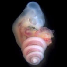 Japanese striped snake embryo