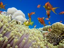 Helping corals to cope with pressure