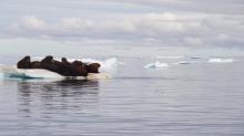 Walruses huddling together on a block of ice in the Arctic Ocean in August 2012 right before the summer ice cover hit a record low in the following month.