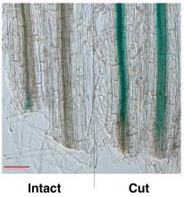 Increased levels of AUX/IAA19, which indicate an activation of auxin signaling, were observed in the cut-end of root-cut plants compared to intact plants. Scale bar = 0.1 mm. 