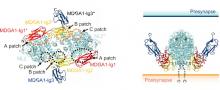 3D Molecular Structure of Synaptic Developmental Protein Complex