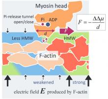 Figure. A novel force generation mechanism of actomyosin