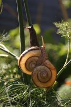 Twisted sex allows mirror-image snails to mate face-to-face, research finds
