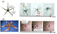 Brittle Stars inspire new generation robots able to adapt to physical damage