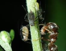Red and green morphs of M. yomogicola with the attending ant L. japonicus. 