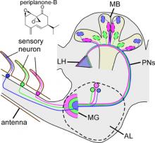 Spatial information detected by olfactory sensory neurons (OSNs) on an antenna is carried to the mushroom body (MB) in the brain via macroglomerulus (MG). 
