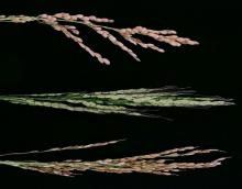 Asian species (Oryza sativa, top), African species (O. glaberrima, bottom), and their hybrid (middle). The hybrid has husks but does not yield seeds.