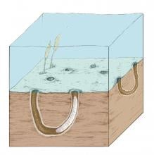Reconstruction of the late Ediacaran (ca. 550 million years ago) sea floor with burrows of a worm-like animal.
