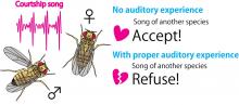 Early auditory experience controls the mating decisions of female flies in courtship. 