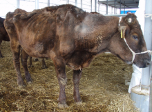 One of the cattle with Johne’s disease showing significant weight loss. Photo provided by National Agriculture and Food Research Organization.