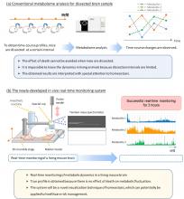 Differences between conventional metabolome analysis for dissected brain samples and the newly developed in vivo real-time monitoring system