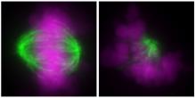 A diploid cell (left) and a haploid cell (right) showing normal and abnormal orientation of chromosomes (purple) and microtubules (green) during cell division, respectively. (Yaguchi K., et al., Journal of Cell Biology, April 30, 2018)