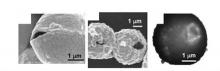 Fig-1