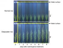 Rice plants evolve to adapt to flooding