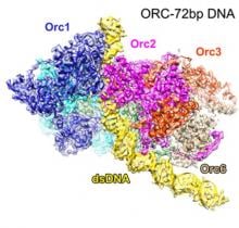 CryoEM image of ORC bound to origin DNA