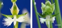 Mechanism behind orchid beauty revealed