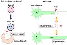 Fig. 1 An “eat me” signal makes severed neurons regenerate