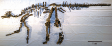 Mukawaryu skeleton after 2018 excavations