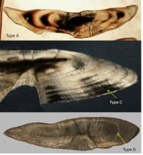 Determining fish age using inner ear structures 