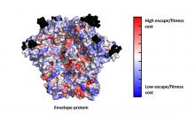 Envelope protein 