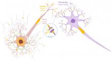 Neuron and Synapse-Mimetic Spintronics Devices Developed