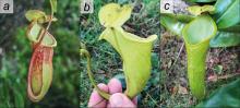 Photos of Nepenthes megastoma, a newly described critically endangered species endemic to Palawan, Philippines, showing its lower pitcher (a) and two distinct variant forms of its upper pitcher (b-c). SOURCE: Altomonte et al., 2025.