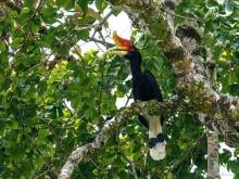 Rhinoceros Hornbill (Malay)