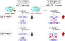 Turning off gene editing during error-prone cell cycle phases