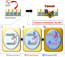 Schematic model of Epstein-Barr virus enhancer infestation model in EBV-associated gastric cancer.